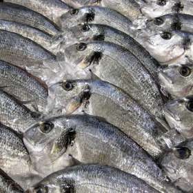Ψάρια και διατροφή - συνταγές μαγειρικής